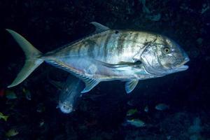 reusachtig trevally tonijn caranx vis geïsoleerd Aan zwart foto