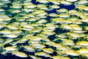 geel tandbaars zoete lippen school- van vis onderwater- foto