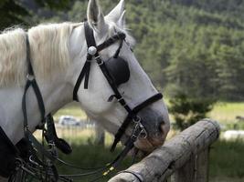 droogte werken paard dichtbij omhoog detail foto