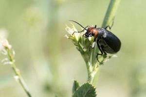 epicauté rufidorsum scarabee kever insect zwart en rood foto