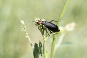 epicauté rufidorsum scarabee kever insect zwart en rood foto