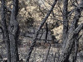 Sardinië verbrand brand bomen foto