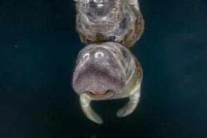 Florida lamantijn dichtbij omhoog portret foto