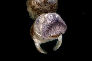 Florida lamantijn dichtbij omhoog portret foto