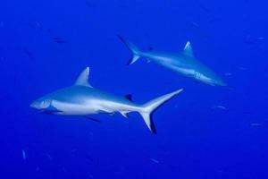 grijs haai klaar naar aanval onderwater- in de blauw foto