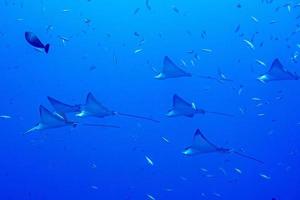 adelaar straal manta terwijl duiken in Maldiven foto