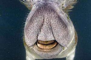 Florida lamantijn dichtbij omhoog portret naderen snorkelaar foto