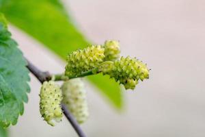 moerbei fruit Aan boom dichtbij omhoog detail foto