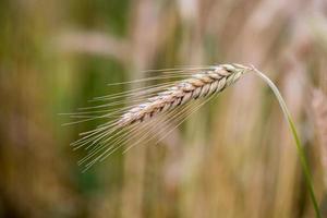 volwassen graan tarwe veld- piek oor hoofd foto