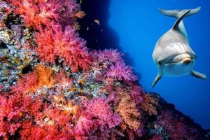 dolfijn onderwater- Aan rif dichtbij omhoog kijken foto