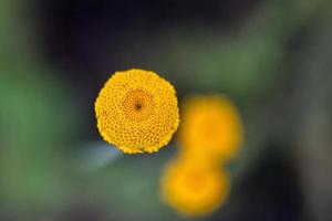 geel madeliefje bloem geel en wit Aan groen foto