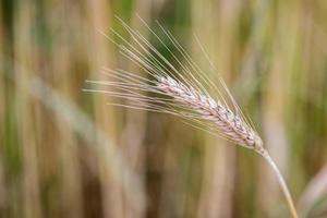 volwassen graan tarwe veld- piek oor hoofd foto