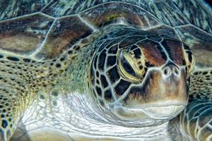 groen schildpad dichtbij omhoog portret onderwater- foto