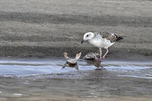 veel haai hoofden Aan de strand na vinnen foto