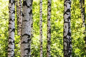 wit berk bomen boomstammen in bossen in zomer foto