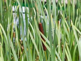 typha bladeren en piek Aan stam foto