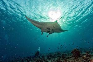 manta onderwater- in de blauw oceaan achtergrond foto