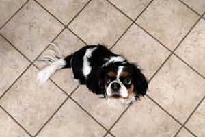 cavalier koning Charles spaniel hond op zoek Bij u foto