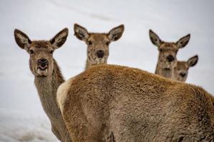 sneeuw herten portret terwijl op zoek Bij u foto