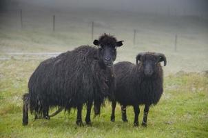 twee zwart IJslands schapen in de mist op zoek Bij u dichtbij omhoog foto