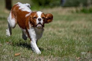 ridder koning puppy pasgeboren baby portret foto