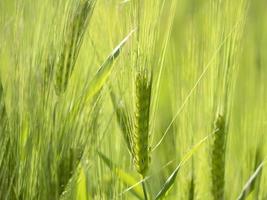 groene tarweveld in het voorjaar foto