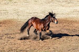 gelukkig paard rennen en schoppen foto