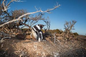 Patagonië pinguïn dichtbij omhoog portret kijken Bij u foto