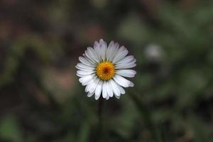 madeliefje bloem geïsoleerd Aan groen achtergrond foto