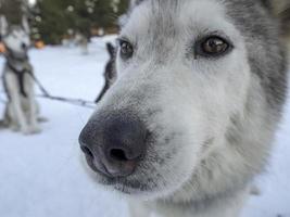 slee hond schor portret in besneeuwd bergen op zoek Bij u foto