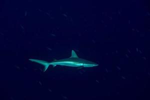 jong grijs haai klaar naar aanval onderwater- in de blauw foto