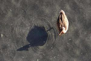 vrouw wilde eend Aan water met schaduw foto