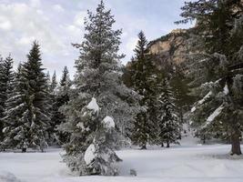 fans berg dolomieten ijzig Woud in winter panorama foto