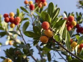 aardbei fruit boom in ligurië, Italië foto