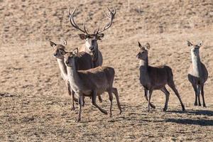 familie van rood hert portret op zoek Bij u foto