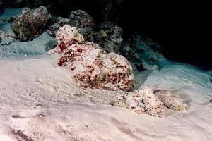 Octopus onderwater- portret jacht- in zand foto