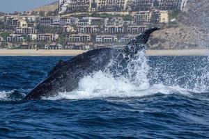 gebochelde walvis meppen staart in cabo san lucas foto