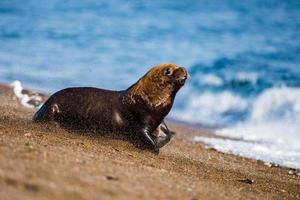 mannetje zee leeuw Aan de strand foto