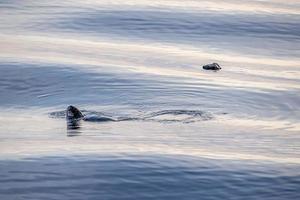 caretta schildpad in de buurt zee oppervlakte voor ademen foto