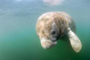 Florida lamantijn dichtbij omhoog portret foto