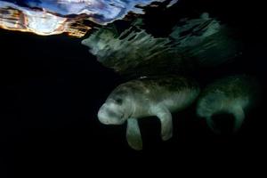 Florida lamantijn dichtbij omhoog portret naderen snorkelaar foto