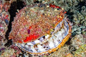 reusachtig kleurrijk clam onderwater- in Maldiven foto