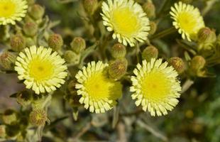 andryala geel bloem natuur fotografie foto