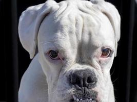 wit vacht bokser hond portret foto