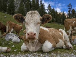 koe ontspannende in dolomieten foto