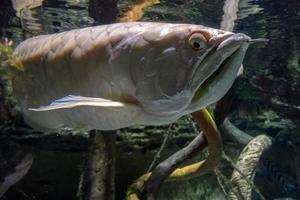 zilver arawana vis onderwater- portret foto