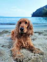 cocker spaniel hond Aan de strand foto