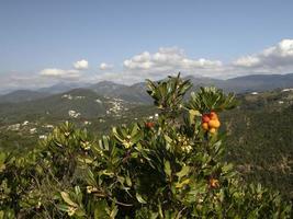 aardbei fruit boom in ligurië, Italië foto