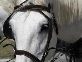 droogte werken paard dichtbij omhoog detail foto