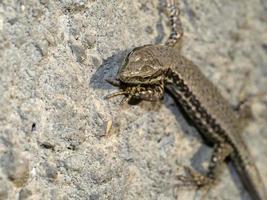 jong hagedis dichtbij omhoog macro foto